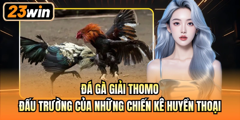 Đá gà giải Thomo