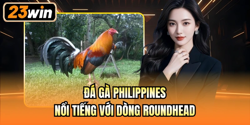 Đá gà Philippines nổi tiếng với dòng Roundhead