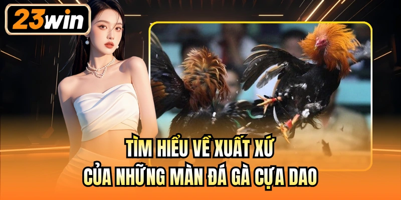 Tìm hiểu về xuất xứ của những màn đá gà cựa dao